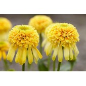 Эхинацея Echinacea Lemon Drop